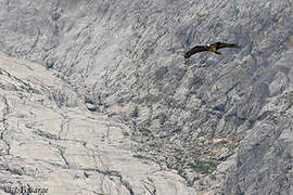 Bearded Vulture