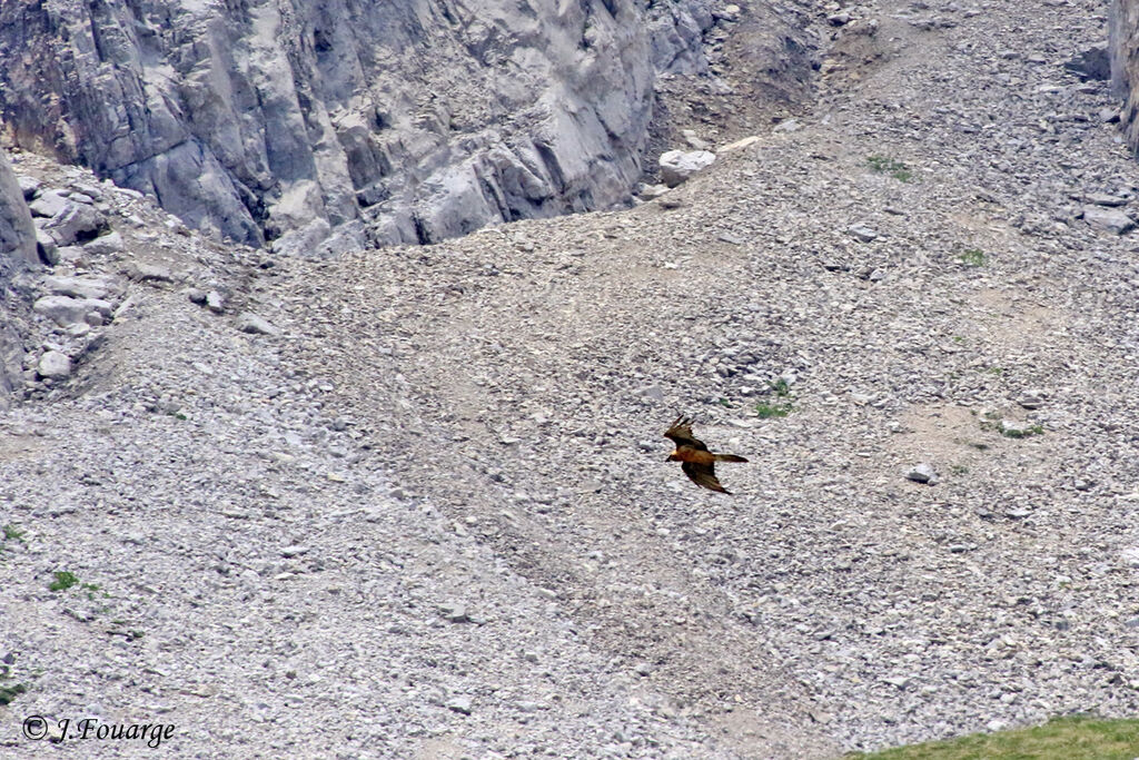 Bearded Vulture