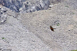 Bearded Vulture