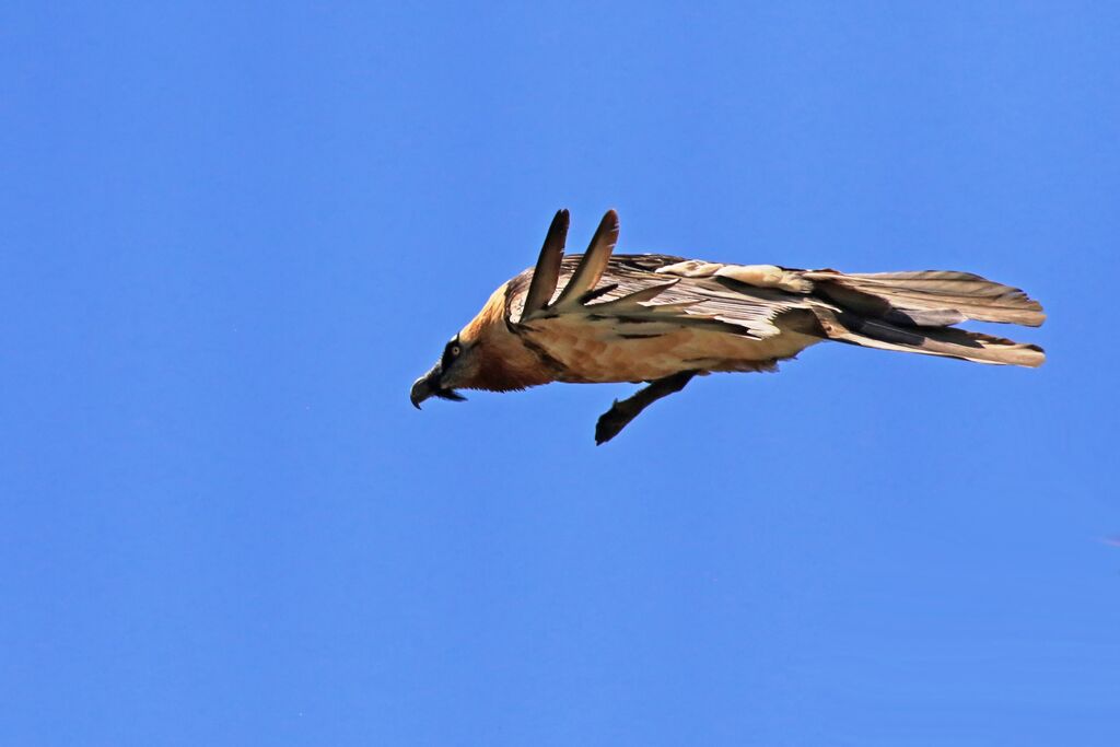 Bearded Vulture, identification, Flight, feeding habits, Behaviour