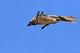 Bearded Vulture