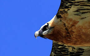 Bearded Vulture