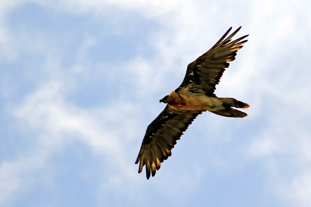 Bearded Vulture, moulting, Flight