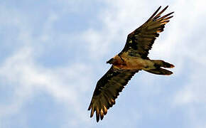 Bearded Vulture