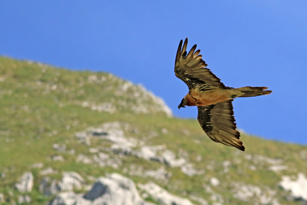 Gypaète barbu