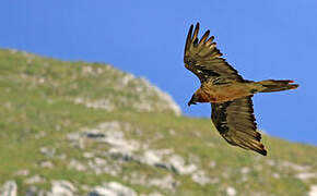 Bearded Vulture