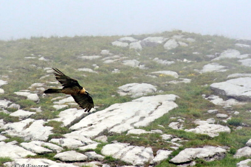 Bearded Vulture, habitat, Flight