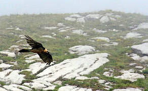 Bearded Vulture