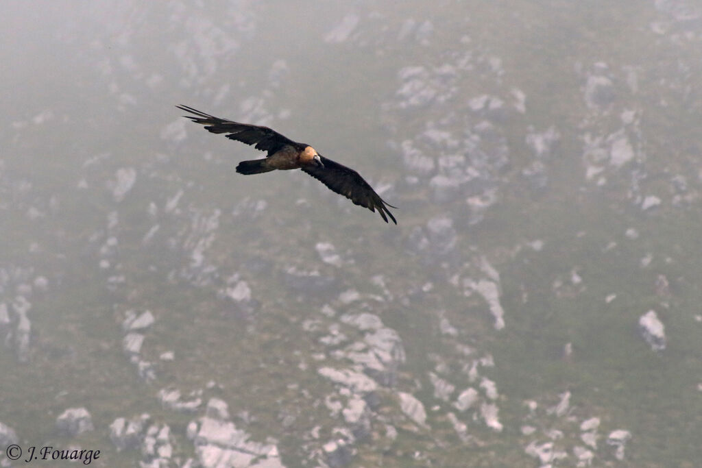 Bearded Vulture, habitat, Flight