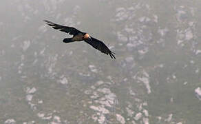 Bearded Vulture