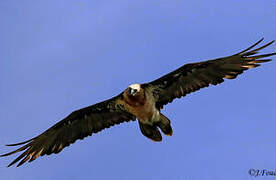 Bearded Vulture