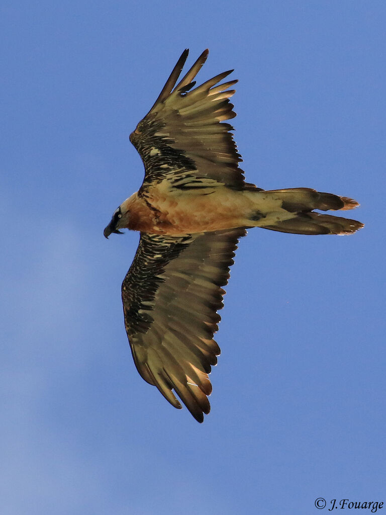 Bearded Vulture, moulting, Flight