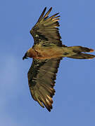 Bearded Vulture