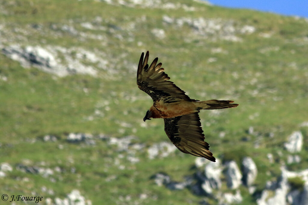 Gypaète barbu