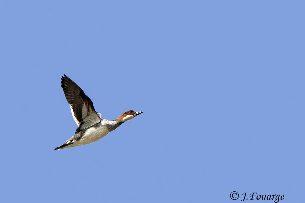 Smew female, Flight