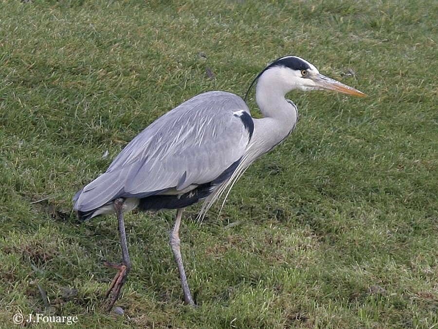 Grey Heron