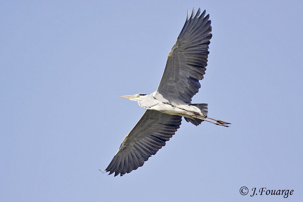 Grey Heronadult, Flight