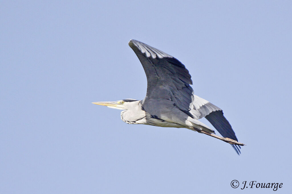 Grey Heron