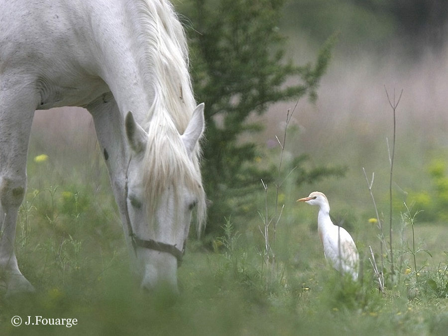 Western Cattle Egret