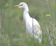 Western Cattle Egret