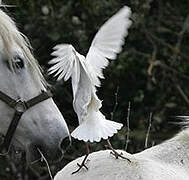 Western Cattle Egret