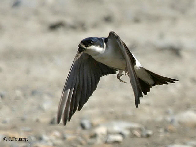 Western House Martin