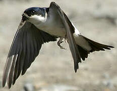 Common House Martin