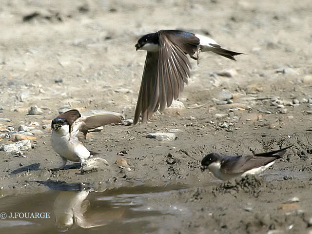 Common House Martin