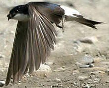 Western House Martin