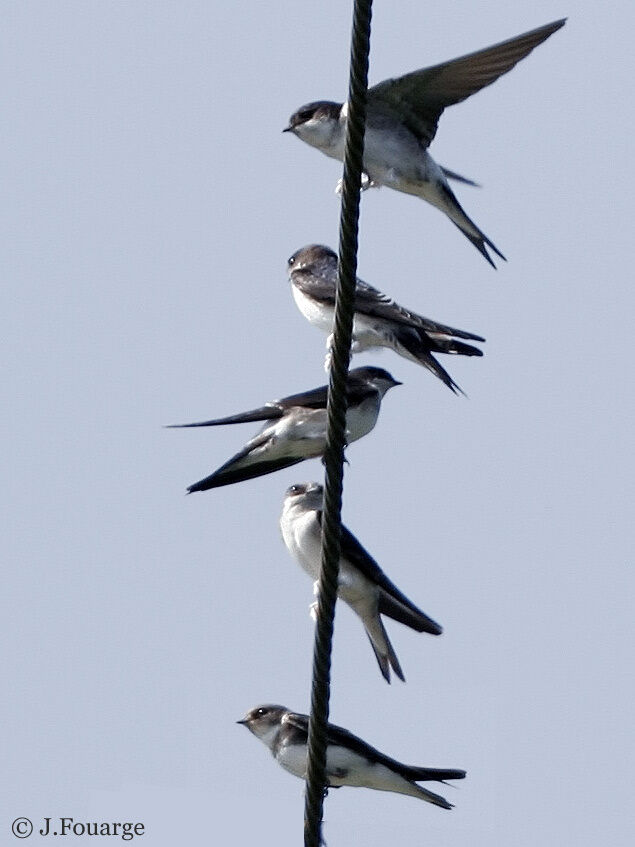 Common House Martin