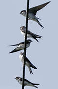 Western House Martin