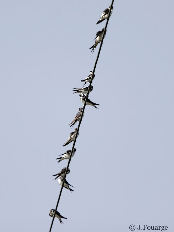 Western House Martin