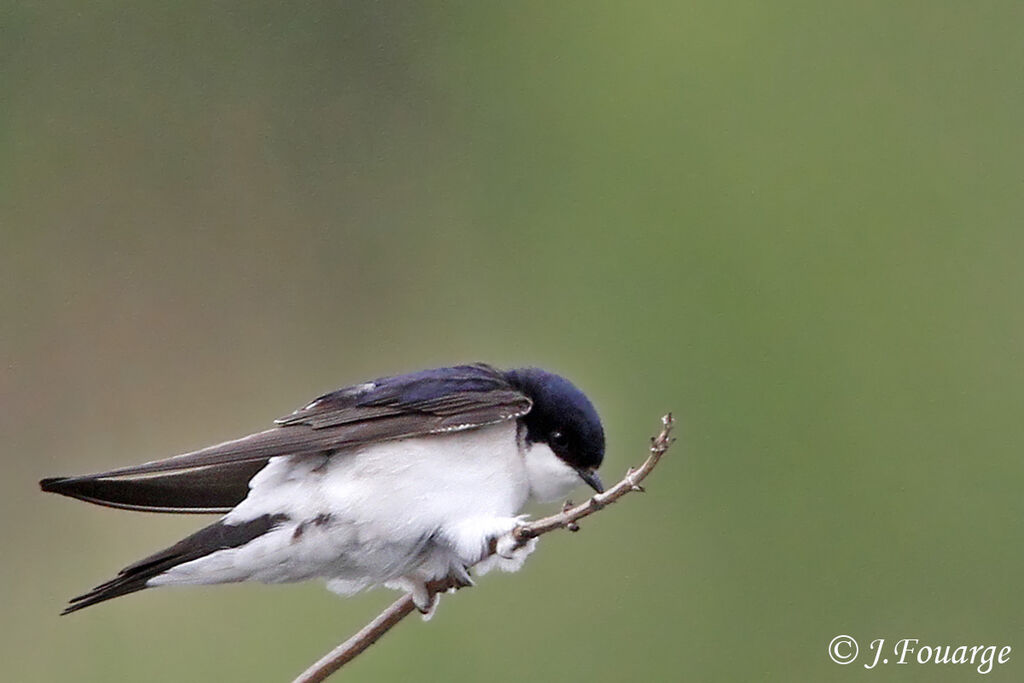 Hirondelle de fenêtreadulte, identification