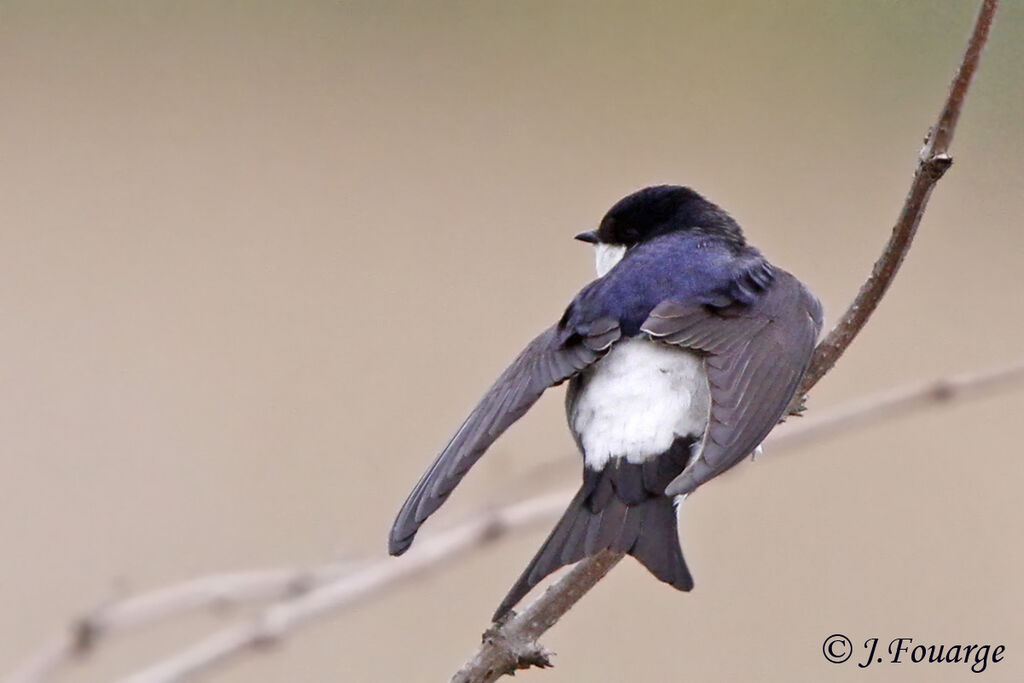 Western House Martinadult, identification