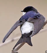 Western House Martin