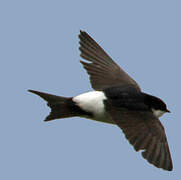 Western House Martin