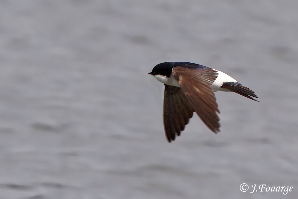 Western House Martinadult, Flight