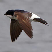 Common House Martin