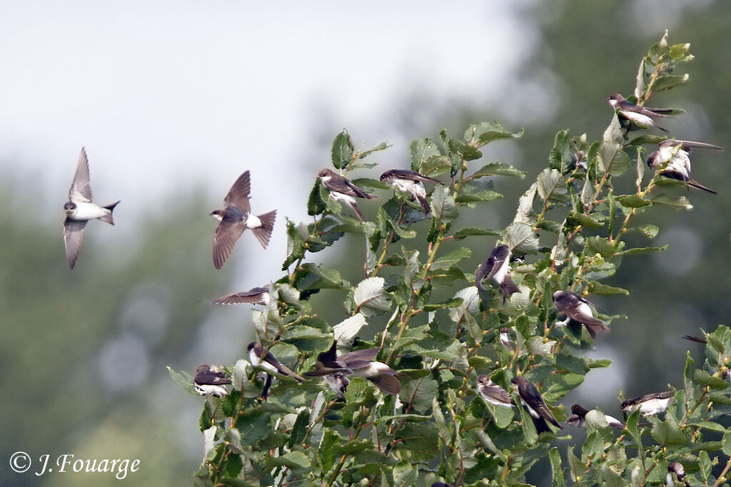 Common House Martin, Behaviour