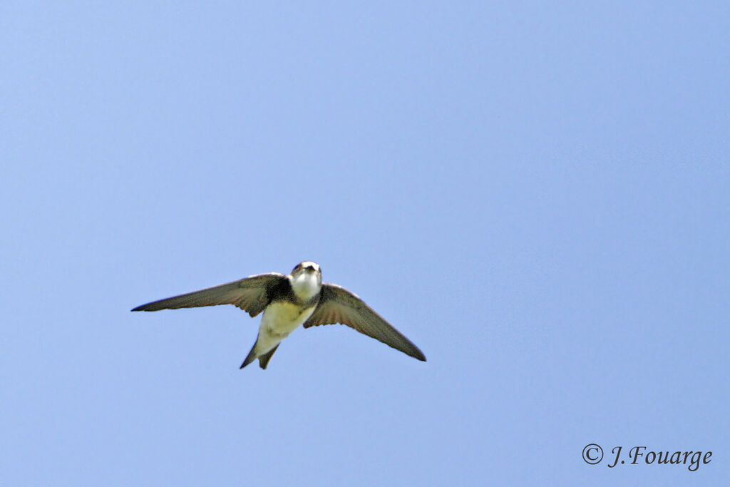 Sand Martinadult, Flight