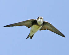 Sand Martin