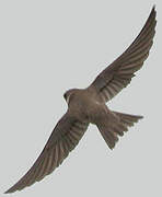 Sand Martin