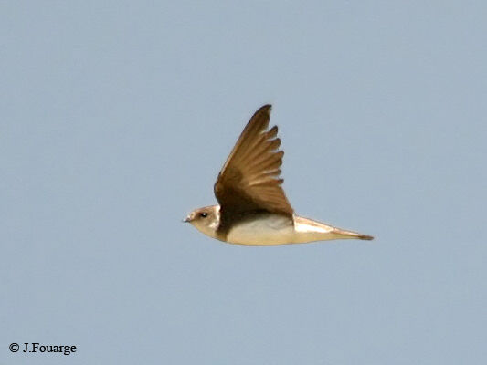 Sand Martin