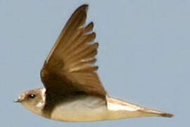 Sand Martin