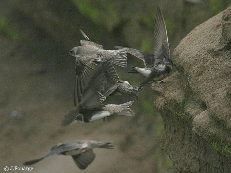 Sand Martin