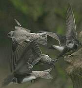 Sand Martin