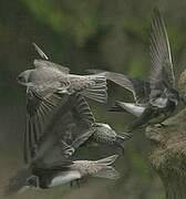 Sand Martin