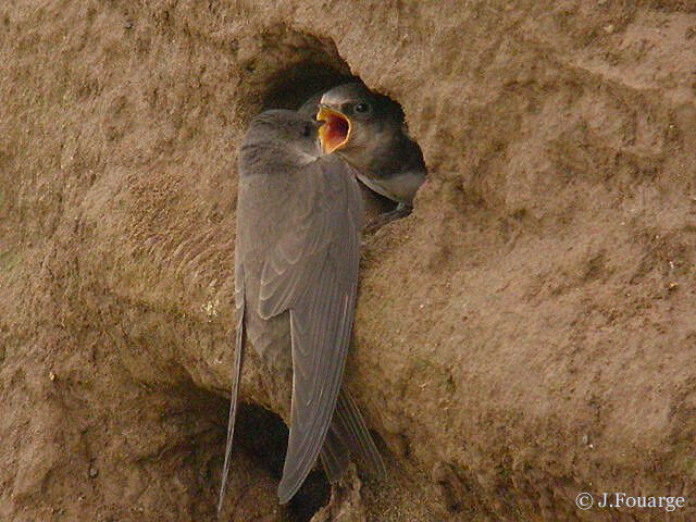 Sand Martin