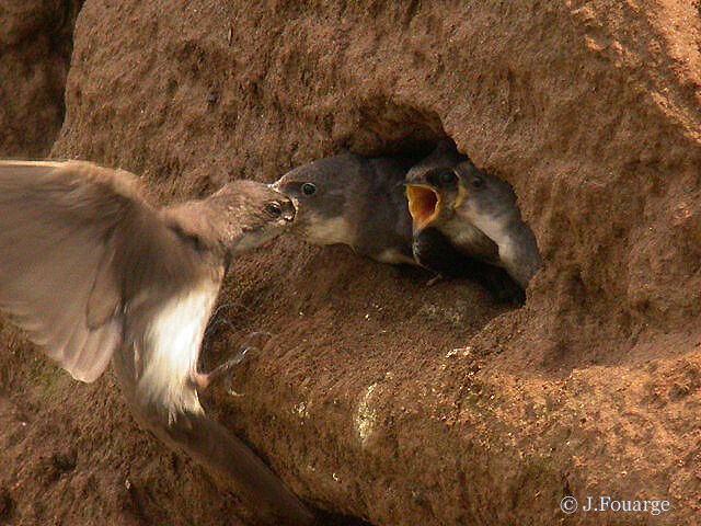 Sand Martin