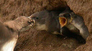 Sand Martin